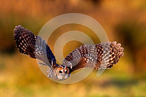 A tawny owl flying