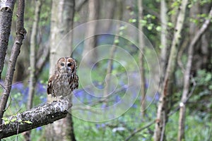 Tawny Owl In Forest