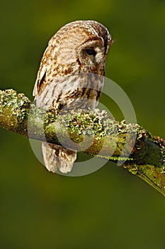 Tawny owl in the forest. Brown bird Tawny owl sitting on tree stump in the dark forest habitat. Beautiful bird sitting on the