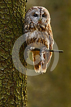 Tawny owl in the forest with mouse in the talon. Brown owl sitting on tree stump in the dark forest habitat with catch. Beautiful photo