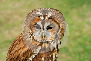 Tawny Owl full face