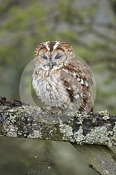 Tawny Owl on Gate