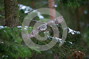 Tawny owl hunting and flying from coniferous tree