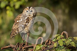 Tawny owl perched on metal fencing in early evening sunlight