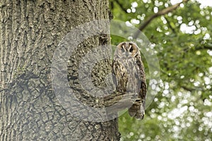 Tawny owl sat on a small branch