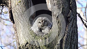 Tawny Owl sits in a hollow, cleans its feathers with its beak and scratches its beard with a clawed paw