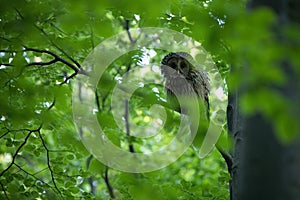 Tawny owl sitting on branch in forest in summer.