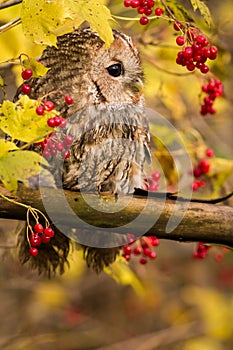 Tawny Owl sitting on a branch