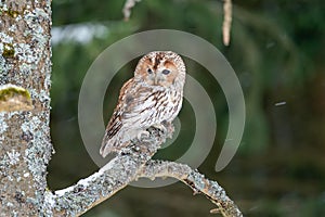 Tawny owl sitting in the forest on a tree branch. Snow in the forest. Winter nature with noctural animal.