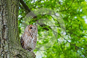 Tawny owl.