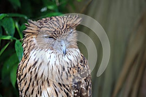 Tawny Owl sleeping face