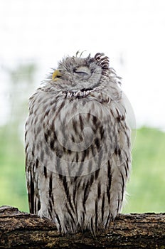 Tawny owl sleeping on the tree branch