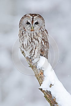 Tawny Owl, snow covered bird in snowfall during winter, nature habitat, Norway