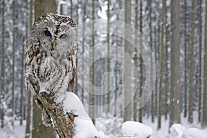 Tawny Owl snow covered in snowfall during winter, snowy forest in background, nature habitat