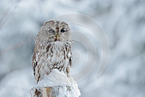 Tawny Owl snow covered in snowfall during winter, snowy forest in background, nature habitat. Wildlife scene from Slovakia. Cold w