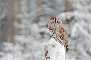 Tawny Owl sníh pokrytý sněhem během zimy, zasněžený les v pozadí, přírodní stanoviště. Divoká scéna ze Slovenska. Studené w