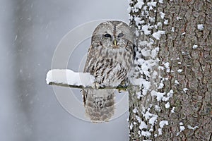 Tawny Owl snow covered in snowfall during winter, tree trunk with snow