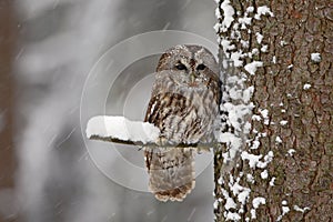Tawny Owl snow covered in snowfall during winter, tree trunk with snow. Winter scene from forest. Cold season with owl. Wildlife