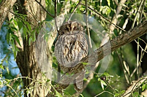 Tawny Owl Strix aluco