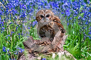 Tawny Owl Strix aluco