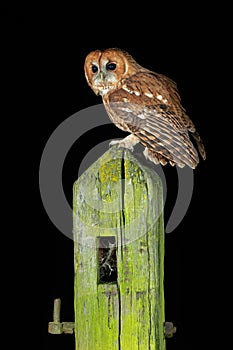 Tawny Owl, Strix aluco