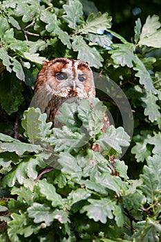 Tawny Owl (Strix aluco)