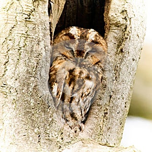 Tawny owl (Strix aluco