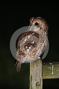 Tawny Owl, Strix aluco