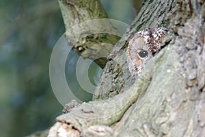 Tawny owl, Strix aluco