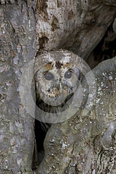 Tawny owl, Strix aluco