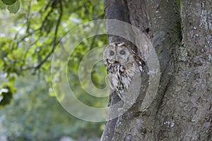 Tawny owl, Strix aluco