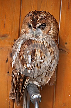 Tawny owl (Strix aluco).