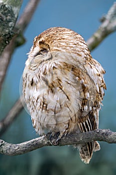 Tawny Owl (Strix aluco)