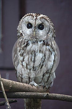 Tawny owl Strix aluco