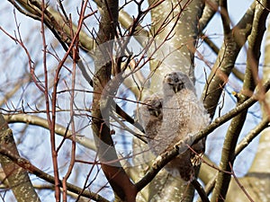 Tawny Owl Strix Aluco