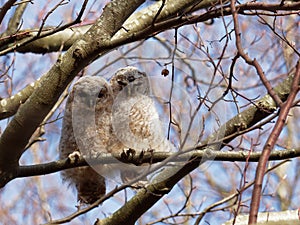 Tawny Owl Strix Aluco