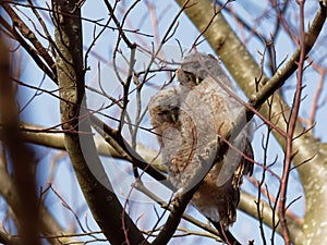 Tawny Owl Strix Aluco