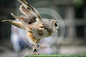 Tawny Owl Strix aluco