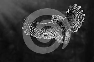 Tawny owl (Strix aluco) flaying in the forest.