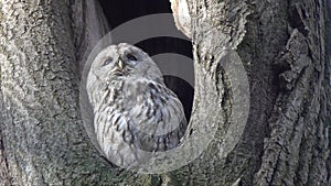 Tawny Owl (Strix aluco) looks to the side, then turns its head and looks straight ahead. Flat profile owl face