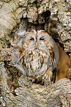 Tawny Owl strix aluco in an old oak tree