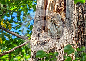 Tawny Owl - Strix aluco at roost. photo