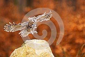tawny owl (Strix aluco) It\'s drifting on a stone in the woods