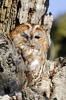 Tawny owl, Strix aluco