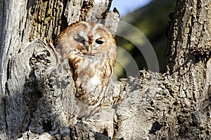 Tawny owl, Strix aluco