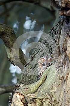 Tawny owl, Strix aluco