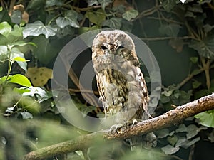 Tawny Owl, Strix aluco, sits hidden in a branch, it`s a common owl