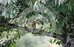 Tawny owl - Strix aluco - sitting in a tree