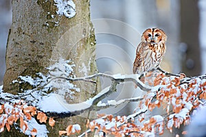 Tawny Owl & x28;Strix aluco& x29; during winter in forest. Bird of prey sitting on a snowy oak tree. Wildlife scene from Germany