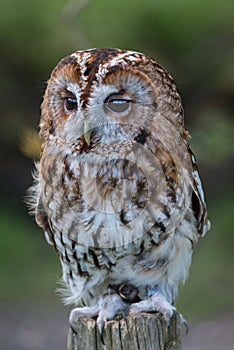 Tawny Owl